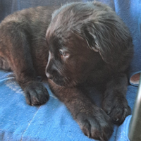 Cuccioli cane corso