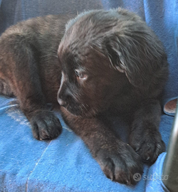 Cuccioli cane corso