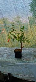 prebonsai di melograno 