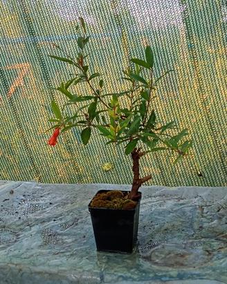 prebonsai di melograno 