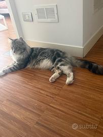 Maine coon coppia