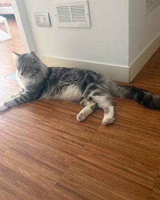 Maine coon coppia