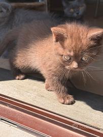 British Scottish Straight