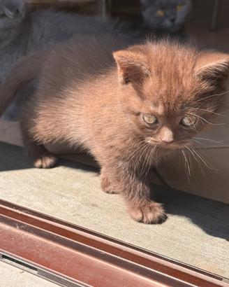 British Scottish Straight