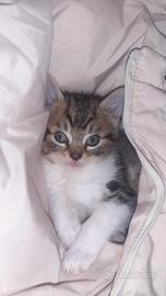 Gattino di pochi mesi a ciampino