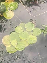 Piante galleggianti per acquari laghetti minipond