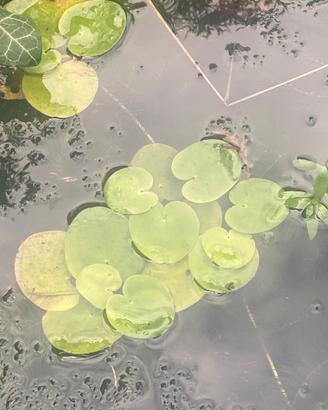 Piante galleggianti per acquari laghetti minipond