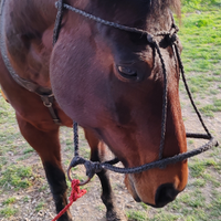 Cavallo quarter Baio