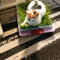 ? Adozione del cuore