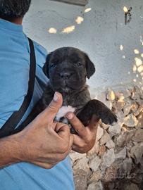 Cane corso femmina