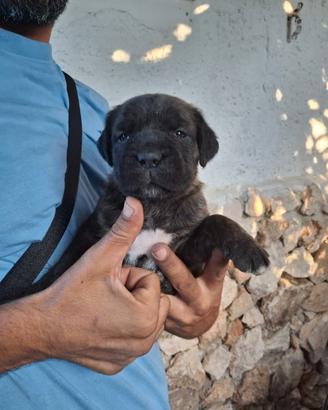 Cane corso femmina