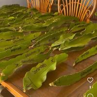 Pitaya, 🐉 Dragon Fruit 🐉, cactus