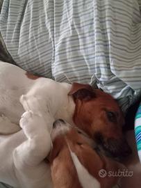 Cuccioli di jack Russel