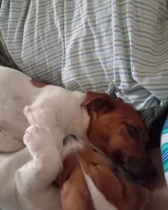 Cuccioli di jack Russel