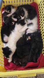 Adozione gattini