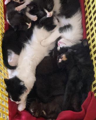 Adozione gattini