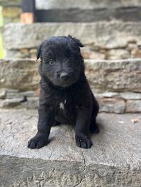 Cuccioli cane
