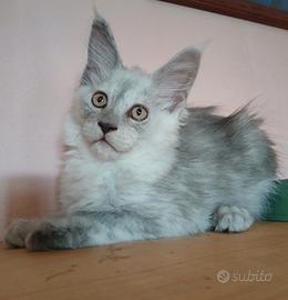 Cucciolo Maine Coon con pedigree