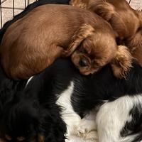 Cavalier King