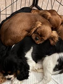 Cavalier King