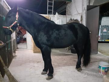 Cavallo