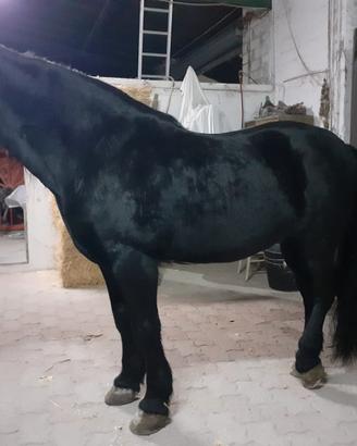 Cavallo