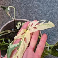 Monstera Adansonii Variegata 