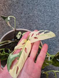 Monstera Adansonii Variegata 