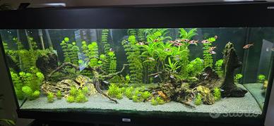 Acquario rio juwel 240