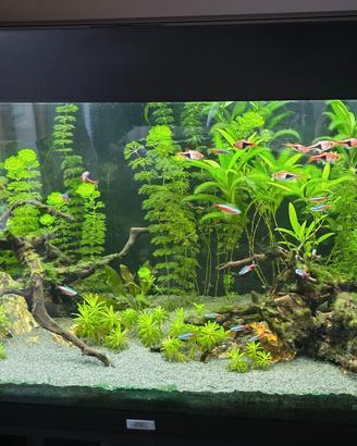 Acquario rio juwel 240