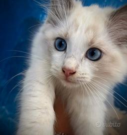 Gattino occhi blu