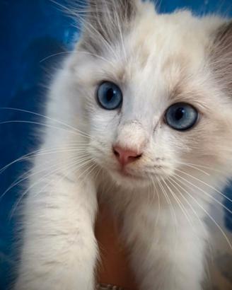 Gattino occhi blu