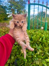 Gattina rossa di 2 mesi
