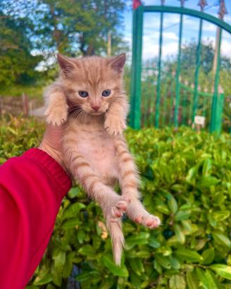 Gattina rossa di 2 mesi