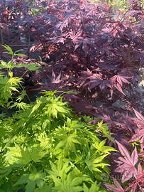 Acer palmatum