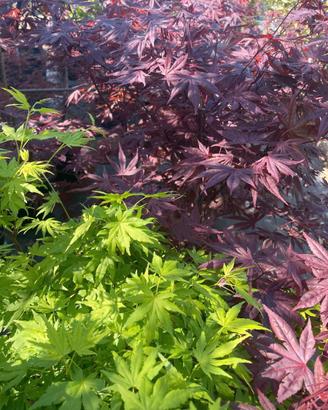Acer palmatum