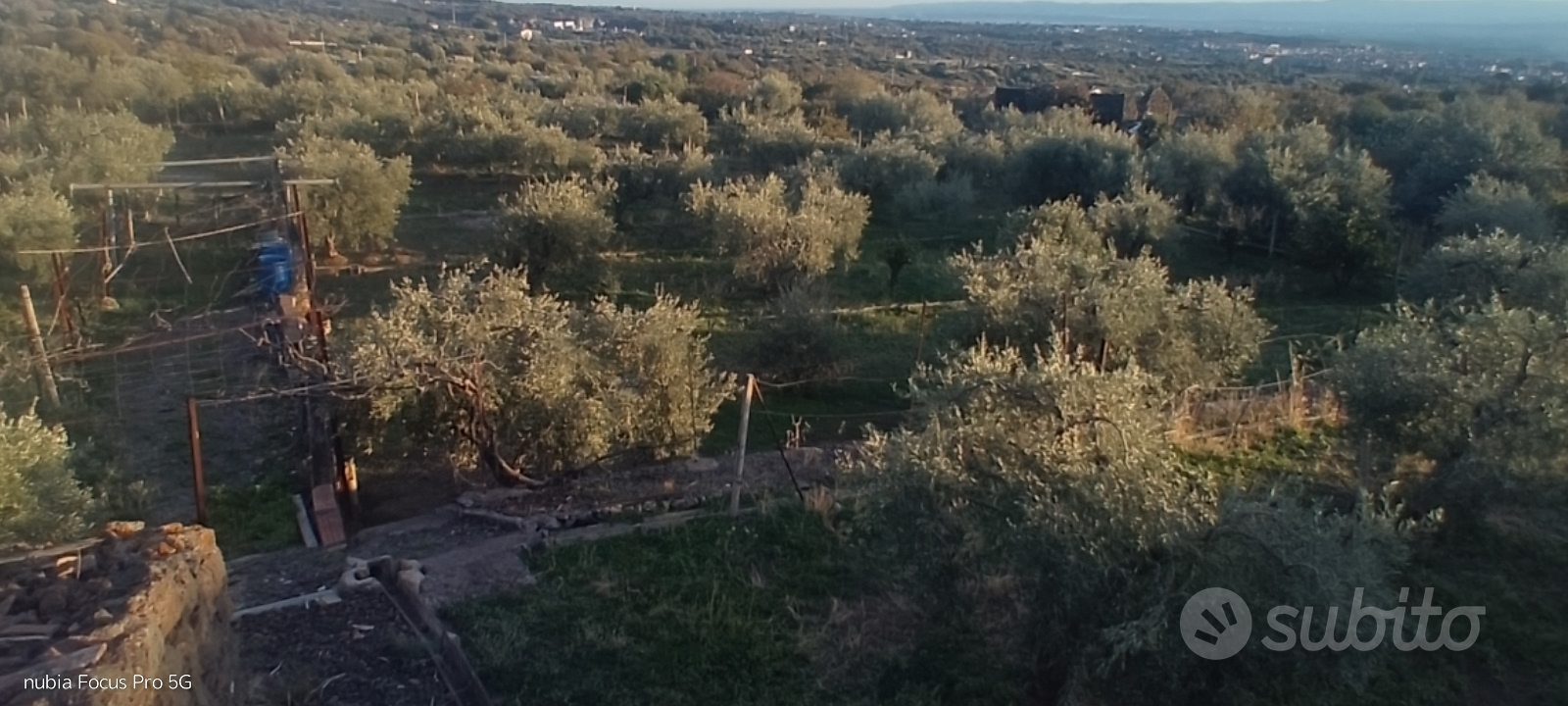 Uliveto recintato - Vista 3