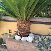 Cycas  con vaso già espiantata età 21anni