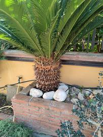 Cycas  con vaso già espiantata età 21anni