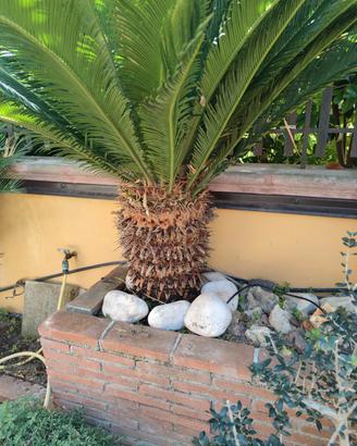 Cycas  con vaso già espiantata età 21anni