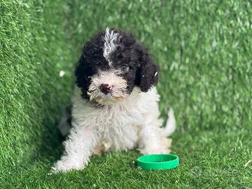 Lagotto romagnolo