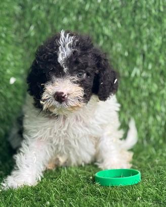 Lagotto romagnolo