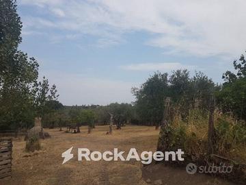 OLIVETO IN PRODUZIONE ALLE PORTE DI VITERBO