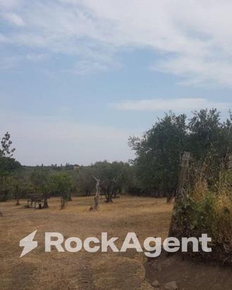 OLIVETO IN PRODUZIONE ALLE PORTE DI VITERBO