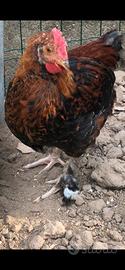 Galline marans