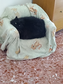 Gatta di razza Tiffany