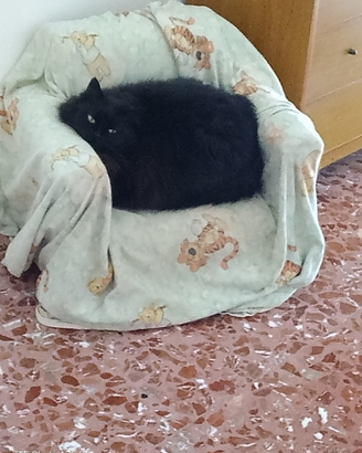 Gatta di razza Tiffany