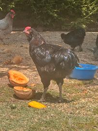 Gallo Araucana