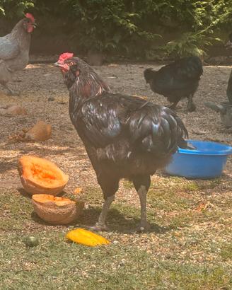 Gallo Araucana