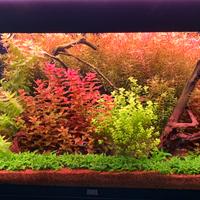 Acquario Juwel Rio 125